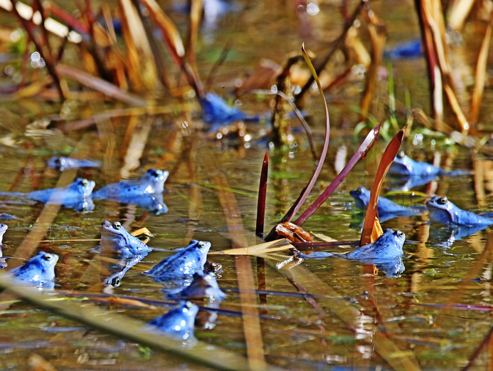 there are 15 or so male moor frogs in water dotted between reeds, the water is brown but they are a vibrant shade of blue